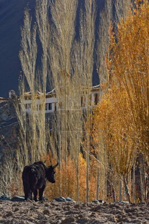 Foto de Yak en el valle de Ladakh, India - Imagen libre de derechos