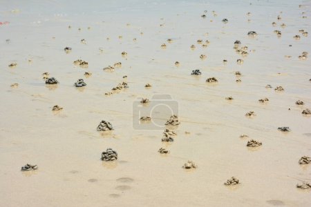 Foto de Crabs Health marks in Koh Larn Beach, Pattaya, Thailand - Imagen libre de derechos