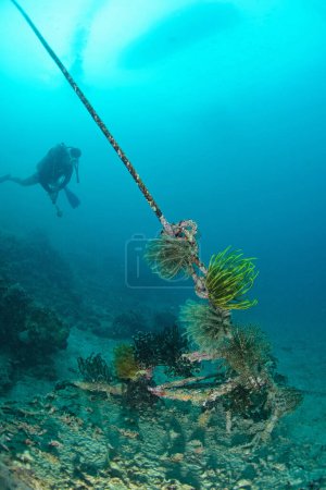 Photo for Feather Star (Sp. Unknown) on rope. Mabul, Sipadan, Borneo - Royalty Free Image