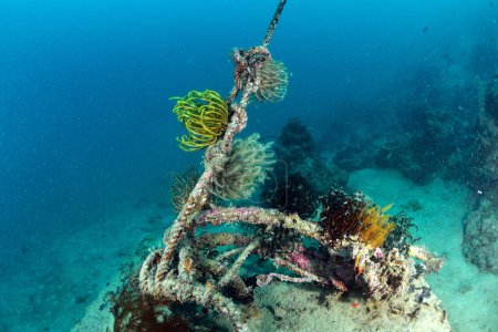 Photo for Feather Star (Sp. Unknown) on rope. Mabul, Sipadan, Borneo - Royalty Free Image
