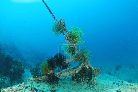 Photo for Feather Star (Sp. Unknown) on rope. Mabul, Sipadan, Borneo, Mala - Royalty Free Image