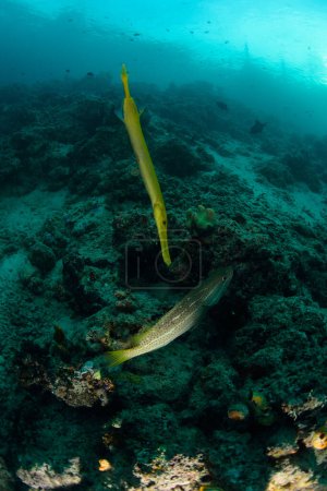Photo for "trumpetfish from the reefs of the Mabul ocean, Sipadan, Malaysia" - Royalty Free Image