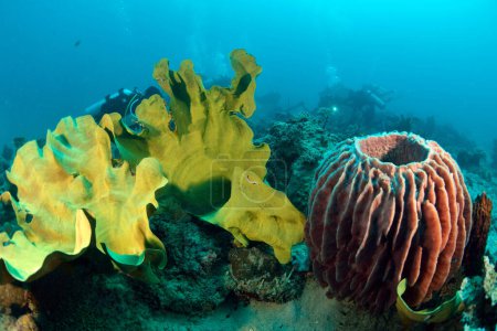 Foto de "bajo el agua en Sipadan, Malasia. Increíble concepto de mundo submarino - Imagen libre de derechos