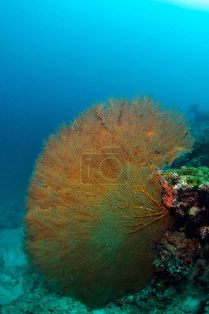 Foto de "Marinero gigante bajo el agua en Sipadan, Malasia. Increíble concepto de mundo submarino - Imagen libre de derechos