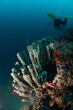 Foto de "Esponja gigante en Mabul, Malasia. Increíble concepto de mundo submarino - Imagen libre de derechos