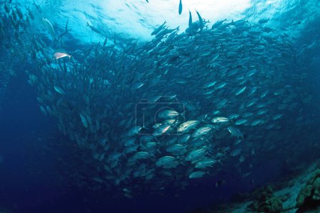 Téléchargez les photos : "école de Jackfish à Sipadan Island, Bornéo, Malaisie. Incroyable concept de monde sous-marin - en image libre de droit