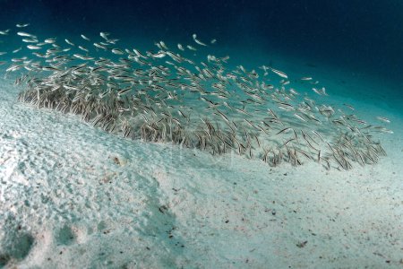 Téléchargez les photos : Silure d'anguille (Plotosus lineatus) sous-marin - en image libre de droit