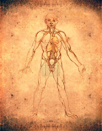 Foto de Anatomía corporal imagen antigua - Imagen libre de derechos