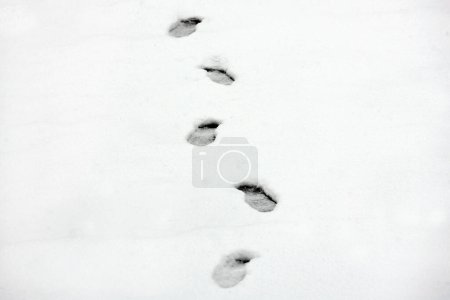 Téléchargez les photos : Pas sur fond blanc neige - en image libre de droit