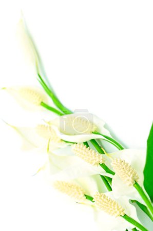 Photo for White Spathiphyllum. Beautiful floral background - Royalty Free Image