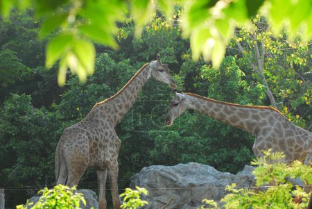 Téléchargez les photos : Girafe femelle avec son jeune - en image libre de droit