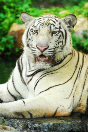 Téléchargez les photos : Un tir sauvage d'un tigre blanc en captivité - en image libre de droit