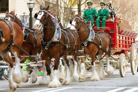 Foto de Budweiser Clydesdales camina en el desfile de San Patricio - Imagen libre de derechos