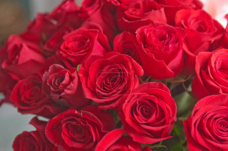 Photo for Beautiful fresh red roses background - Royalty Free Image