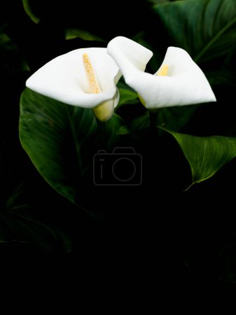 Foto de Dos callas en la oscuridad. Hermoso fondo floral - Imagen libre de derechos