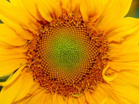 Foto de Girasol amarillo. Hermoso fondo floral - Imagen libre de derechos