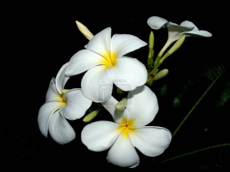 Foto de La selección de varias flores de colores en la naturaleza - Imagen libre de derechos
