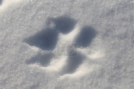 Téléchargez les photos : Empreintes de chien dans la neige, fond d'hiver - en image libre de droit