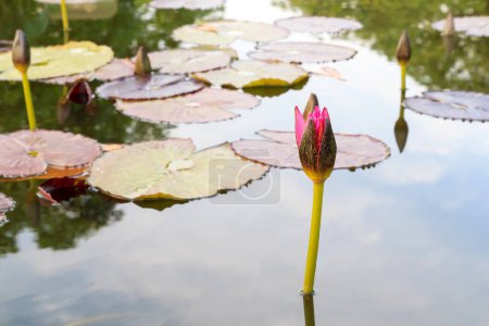 Photo for Lotus flower in the pond - Royalty Free Image