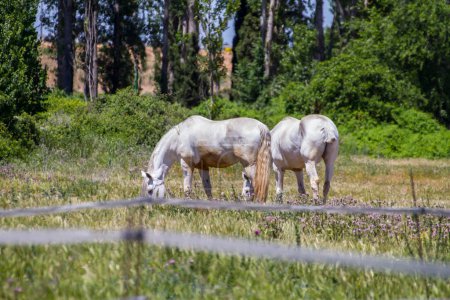 Téléchargez les photos : Groupe de chevaux pâturant dans un pâturage vert, chevaux espagnols - en image libre de droit