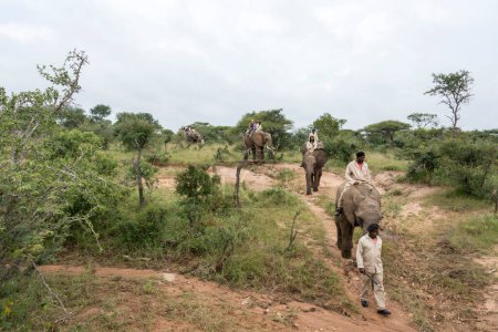 Téléchargez les photos : Vue du safari éléphant - en image libre de droit