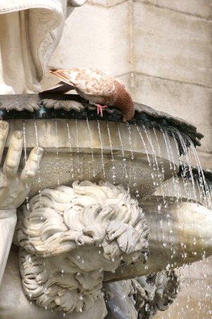 Téléchargez les photos : Colombe buvant à la fontaine - en image libre de droit