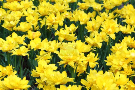 Foto de Tulipanes amarillos en el campo - Imagen libre de derechos