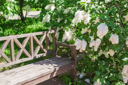 Foto de Hermoso hermoso jardín de flores lila y banco de madera - Imagen libre de derechos