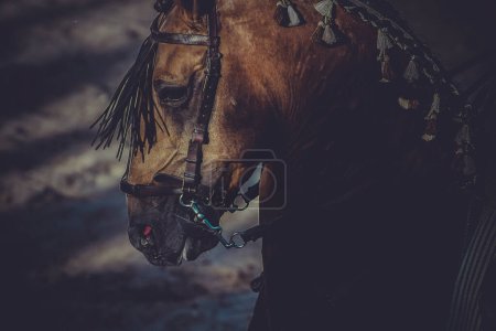 Photo for Close up of brown horse - Royalty Free Image