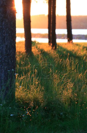 Téléchargez les photos : Coucher de soleil et arbres au pré. Beau fond nature - en image libre de droit
