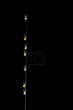 Téléchargez les photos : Rangée de petites araignées grimpant sur fond noir - en image libre de droit