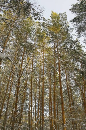 Téléchargez les photos : Paysage hivernal en forêt avec pins - en image libre de droit