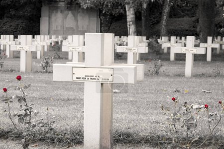 Téléchargez les photos : Roses rouges et croix sur le cimetière Première guerre mondiale - en image libre de droit