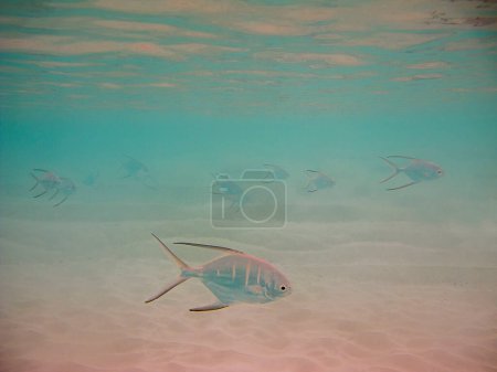 Foto de Peces palometa bajo el agua en el mar - Imagen libre de derechos