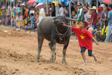 Photo for Water buffalo racing in Pattaya, Thailand - Royalty Free Image