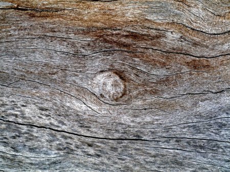 Photo for Abstract creative backdrop. texture of old dead the tree - Royalty Free Image