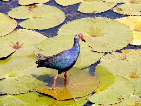 Téléchargez les photos : Oiseau Jacana à ailes bronze dans le lac lotus, sud de la Thaïlande
. - en image libre de droit