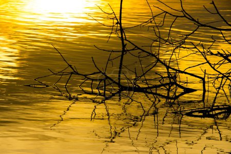Téléchargez les photos : Silhouette d'arbre et coucher de soleil sur le lac - en image libre de droit