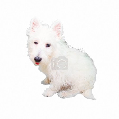 Téléchargez les photos : Chien blanc race miniature terrier sur fond blanc. - en image libre de droit