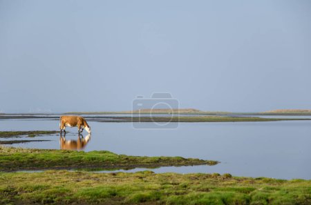 Foto de Agua potable de vaca roja y blanca en el río - Imagen libre de derechos