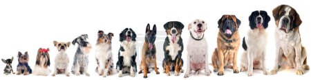Photo for Group of dog breeds isolated on white background - Royalty Free Image