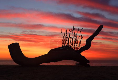 Photo for Sculpture by the Sea - Currawong silhouetted against sunrise sky - Royalty Free Image