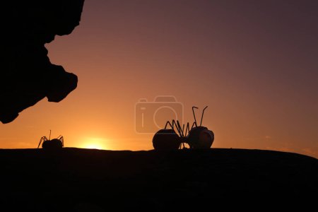 Photo for Beautiful sunset on the beach - Royalty Free Image