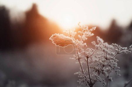 Téléchargez les photos : Plante congelée au coucher du soleil - en image libre de droit