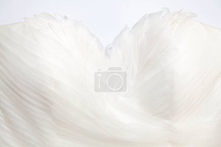 Téléchargez les photos : Plume blanche sur fond blanc - en image libre de droit