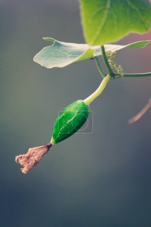 Téléchargez les photos : Feuilles vertes, feuillage floral - en image libre de droit