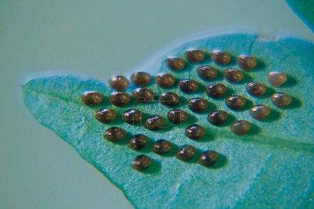 Téléchargez les photos : Œufs de punaises de courge (Hemiptera) sur la face inférieure de la feuille - en image libre de droit