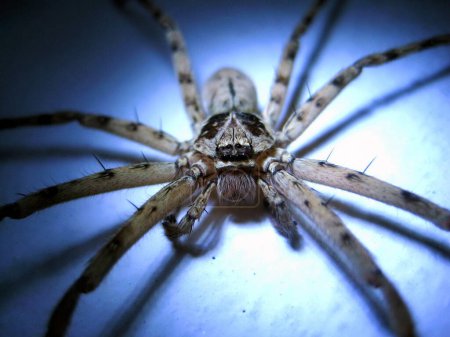 Téléchargez les photos : Gros plan visage d'araignée - en image libre de droit