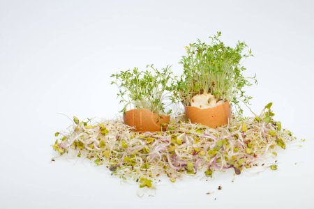 Foto de Brotes de alfalfa fresca y huevo de Pascua de primavera - Imagen libre de derechos