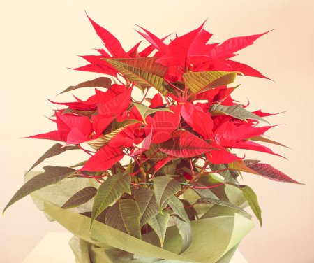 Photo for Poinsettia Christmas star beautiful plant - Royalty Free Image